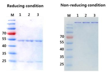 항체의 환원/비환원 조건에서 SDS-PAGE 결과