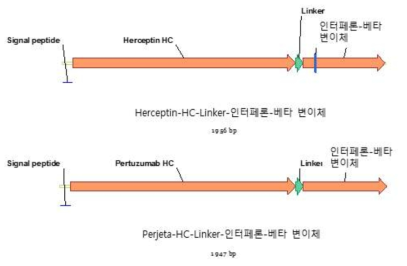 융합단백질의 heavy chain 디자인