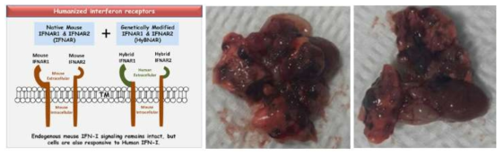 인간 인터페론 수용체 형질전환 마우스에서 B16F10 흑색종 전이 모델구축