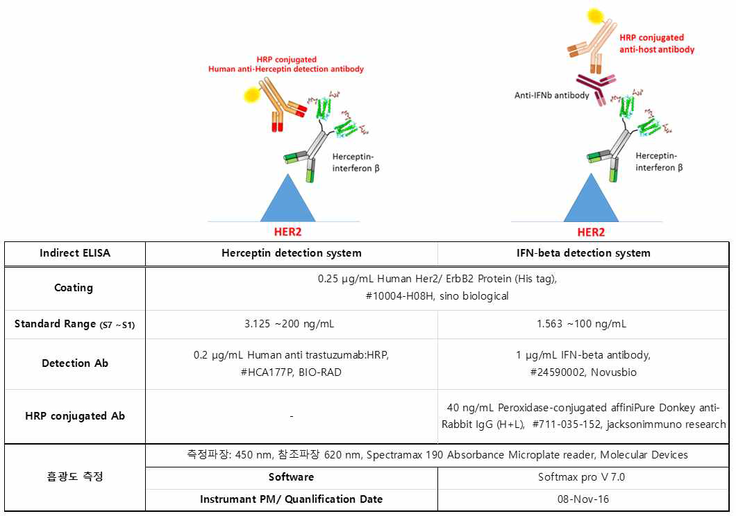 예비 PK 실험에서 Herceptin-인터페론-베타 변이체 융합단백질의 ELISA system