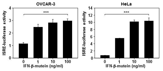 민감/내성 암세포주에서 인터페론-베타 변이체 처리에 의한 인터페론 시그널 유도