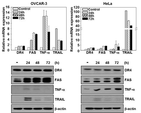 민감/내성 암세포주에서 인터페론-베타 변이체 처리에 의한 death receptor 시그널 활성화