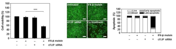 인터페론-베타 변이체와 cFLIP siRNA의 co-treatment