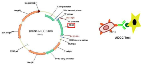 NK-92MI-CD16 세포의 컨셉