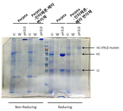 Perjeta와 Perjeta-인터페론-베타 변이체 융합단백질의 Protein A 정제