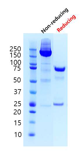 수정된 정제 과정으로 생산된 융합단백질의 Size 측정