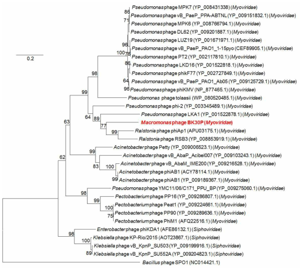 Phylogenetic tree showing the relationship of Macromonas phage BKP (shown in bold) and other phages or prophages. Phylogenetic tree highlighting the relationship of phage BK30P infecting Macromonas sp. BK30 with representatives of the families Myoviridae. Sequences of DNA polymerase I (polA) collected from NCBI were aligned using CLUSTALW software, with Bacillus phage SPO1 (NC011421.1) as an outgroup. The phylogenetic tree was generated using the neighbor-joining method implemented in MEGA6