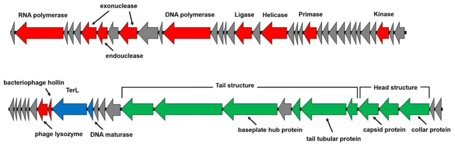 Genome map of Macromonas phage BK30P. Total length of genome is 43,064 bp and functional modules are indicated by color (Green: structure; Blue: DNA packaging; Red: DNA replication  Gray: hypothetical protein)