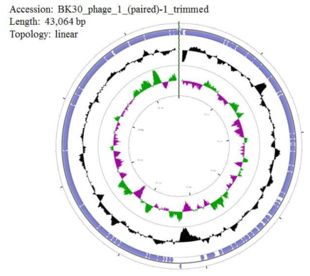 Genome map of Macromonas phage BK30P. From outside to the center genes on forward strand, GC content, GC skew
