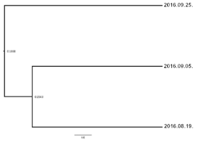 UPGMA phylogenetic tree of pyrosequencing reads