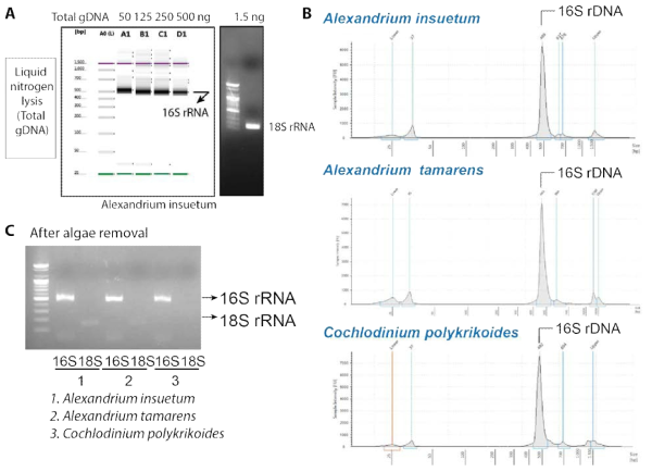 유해미세조류과 공생하는 미생물의 분리 A. 액체질소 법을 사용하여 추출된 gDNA로부터 16S rRNA 와 18S rRNA 증폭 결과 B. 미세조류의 선택적 제거 후 16S rRNA의 존재 확인 C. B 의 동일한 양의 gDNA 로부터 (1.25ng), 16S rRNA 와 18S rRNA 의 증폭을 통한 잔여 미세조류의 확인