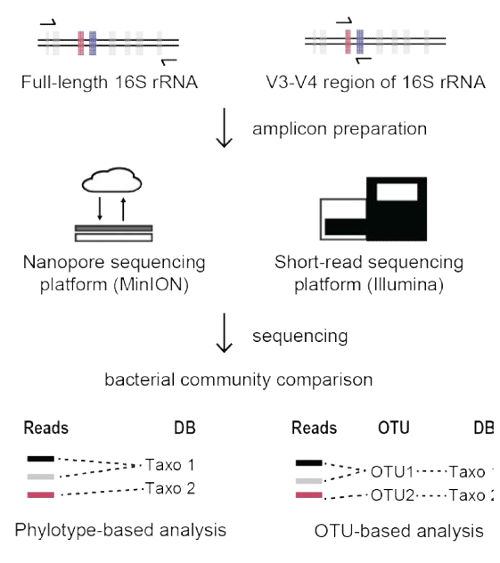 미생물 커뮤니티 분석 위한 16S rRNA 차세대 시퀀싱 분석법. Full-length 16S rRNA 서열분석을 위한 MinION방법은 phylotype을 기본으로 하는 분석법이고, Illumina 방법은 V3-V4를 해독하여, 기존의 OTU 에 매칭하여, taxonomy를 결정하는 방법으로 두가지 방법은 서로의 단점을 상호보완 하는 역할을 함