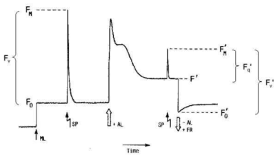 광합성 특성 규명, Measurement of chlorophyll fluorescence by the saturation pulse method