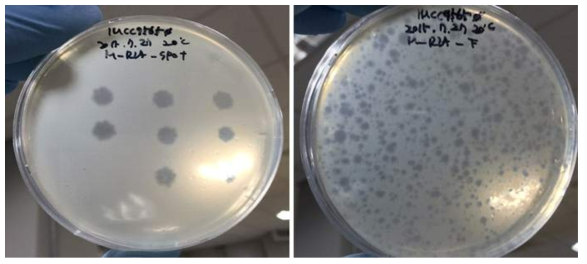 Clear zones formed in spotting plaque assay