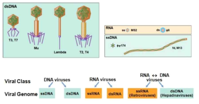 Type of Viral genome