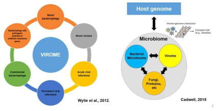 Components of the Virome that can be characterized by metagenomic sequencing