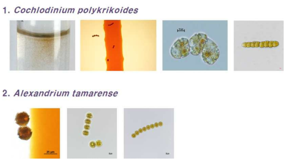 해양 유해미세조류 순수배양