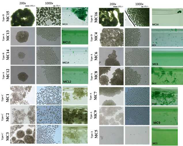 Microscopic images of isolated Microcystis strains