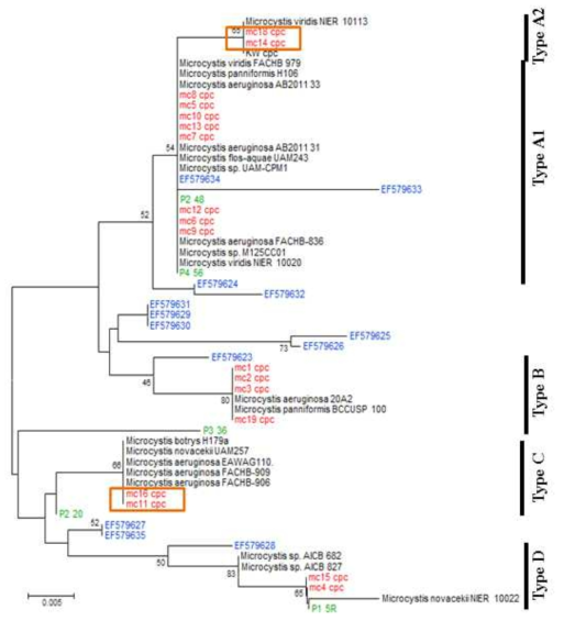 Neighbor-joining cpc gene phylogenetic tree of Microcystis. New stains isolated in this study were marked with red color. Sequences obtained from Daechung lake were marked with either blue or green color. Stains possessing mcy genes are shown in orange rectangles