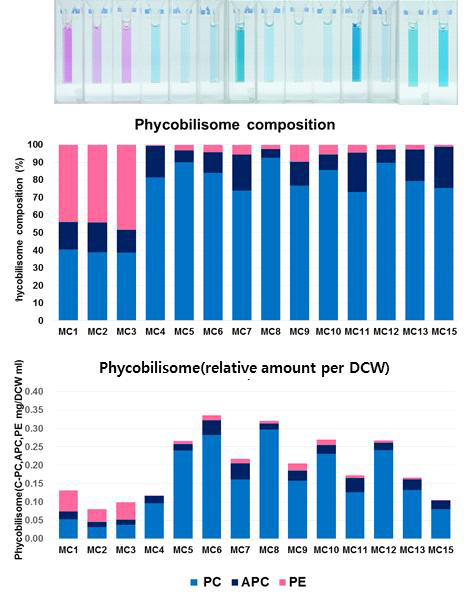 Phycobilisome composition and relative amount per DCW of Microcystis isolates