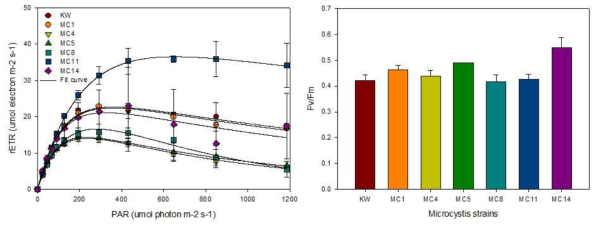 PI curve and Fv/Fm of Microcystis isolates