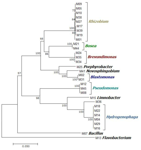 Neighbour-joining phylogenetic tree of bacterial isolates. Bootstrap values (expressed as percentages of 1000 replications) ≥50% are shown at branch points. Bar, 0.05 substitutions per nucleotide position. Bacteria belonging to the same genus were clustered together with the genus name on their right side