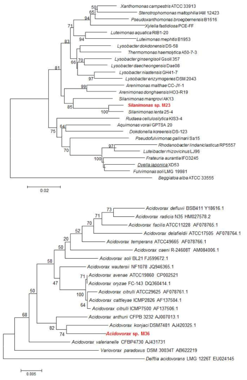 Neighbour-joining phylogenetic tree of novel strains isolated from Microcystis. New isolates were marked with red color. Bootstrap values (expressed as percentages of 1000 replications) ≥50% are shown at branch points. Bar, 0.02 for upper and 0.005 for bottom phylogenetic tree substitutions per nucleotide position