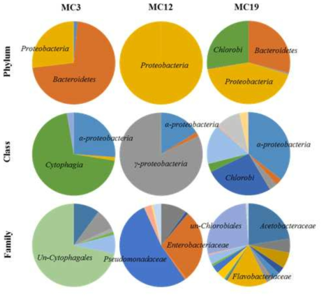 Bacterial communities of Microcystis strain except Microcystis portion