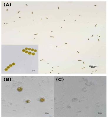 (A) Alexandrium tamarense의 정상세포 현미경 사진, (B) 세포막이 파괴되면서 갈색의 세포질이 유출되는 사진, (C) 세포막만 관찰된 사진
