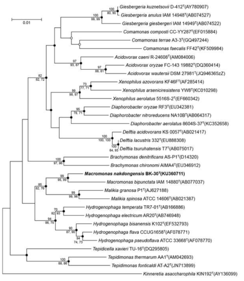 Neighbour-joining phylogenetic tree based on 16S rRNA gene sequences, showing the relationship between strain BK-30 and other representatives of the family Comamonadaceae. Bootstrap values ( >70 % ) based on 1,000 resamplings are shown above nodes for the neighbour-joining and below nodes for the maximum-likelihood and maximum parsimony methods, respectively. Filled circles indicate that the corresponding nodes were recovered by all treeing methods. Open circle indicates that the corresponding node was recovered by the neighbour-joining and maximum-likelihood methods