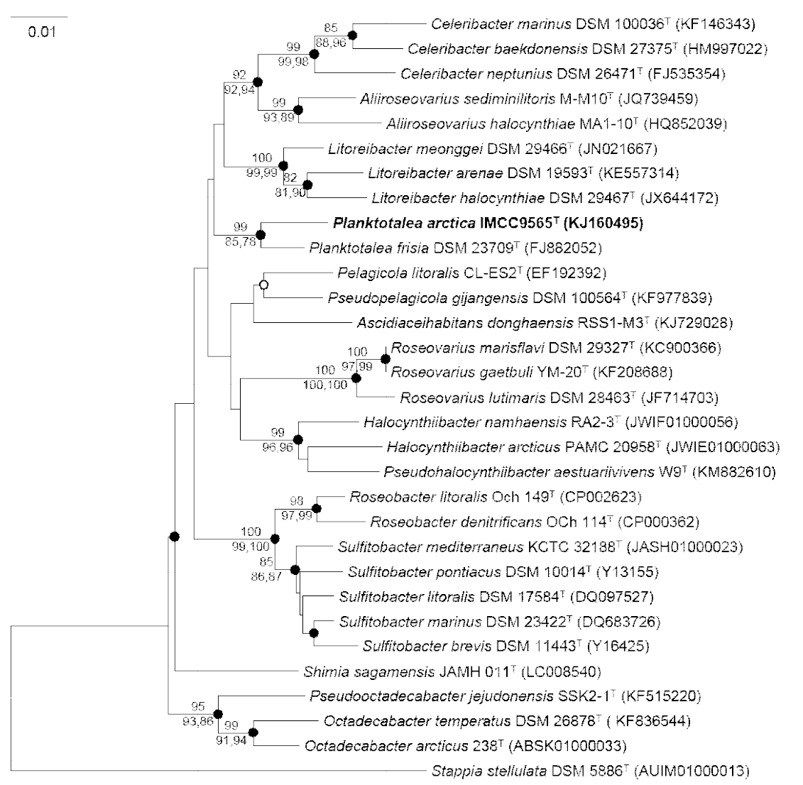 Neighbour-joining phylogenetic tree based on 16S rRNA gene sequences, showing the relationship between strain IMCC9565T and other representatives of the order Rhodobacterales. Bootstrap values (>70 %) based on 1000 resamplings are shown above nodes for the neighbour-joining and below nodes for the maximum-likelihood and maximum parsimony methods, respectively. Filled circles indicate that the corresponding nodes were recovered by all treeing methods. Open circle indicates that the corresponding node was recovered by the neighbour-joining and maximum-likelihood methods