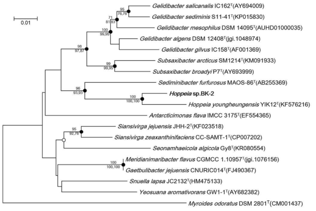 Neighbour-joining phylogenetic tree based on 16S rRNA gene sequences, showing the relationship between strain BK-2 and other representatives of the family Flavobacteriaceae. Bootstrap values (>70 %) based on 1000 resamplings are shown above nodes for the neighbour-joining and below nodes for the maximum-likelihood and maximum parsimony methods, respectively. Filled circles indicate that the corresponding nodes were recovered by all treeing methods. Open circle indicates that the corresponding node was recovered by the neighbour-joining and maximum-likelihood methods