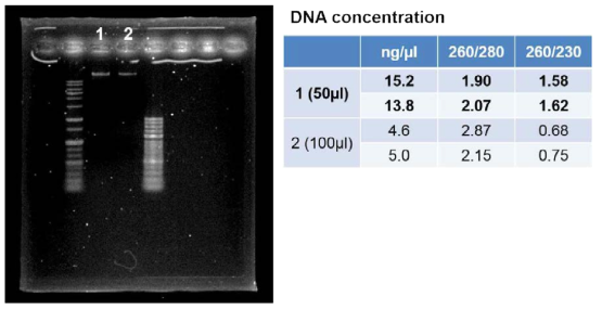 Isolation of genomic DNA from BK30P