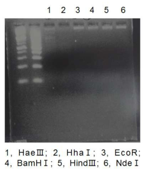 RFLP analysis of DNA sample extracted from isolated phage