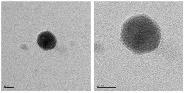 Transmission electron micrographs of bacteriophage P9565 particles