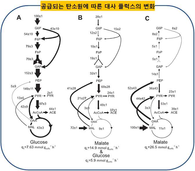 공급되는 탄소원에 따른 중간 대사산물들의 농도 변화와 대사 플럭스 측정 (포도당, 말레이트 이용) (J Bio Chem 285, 2010)