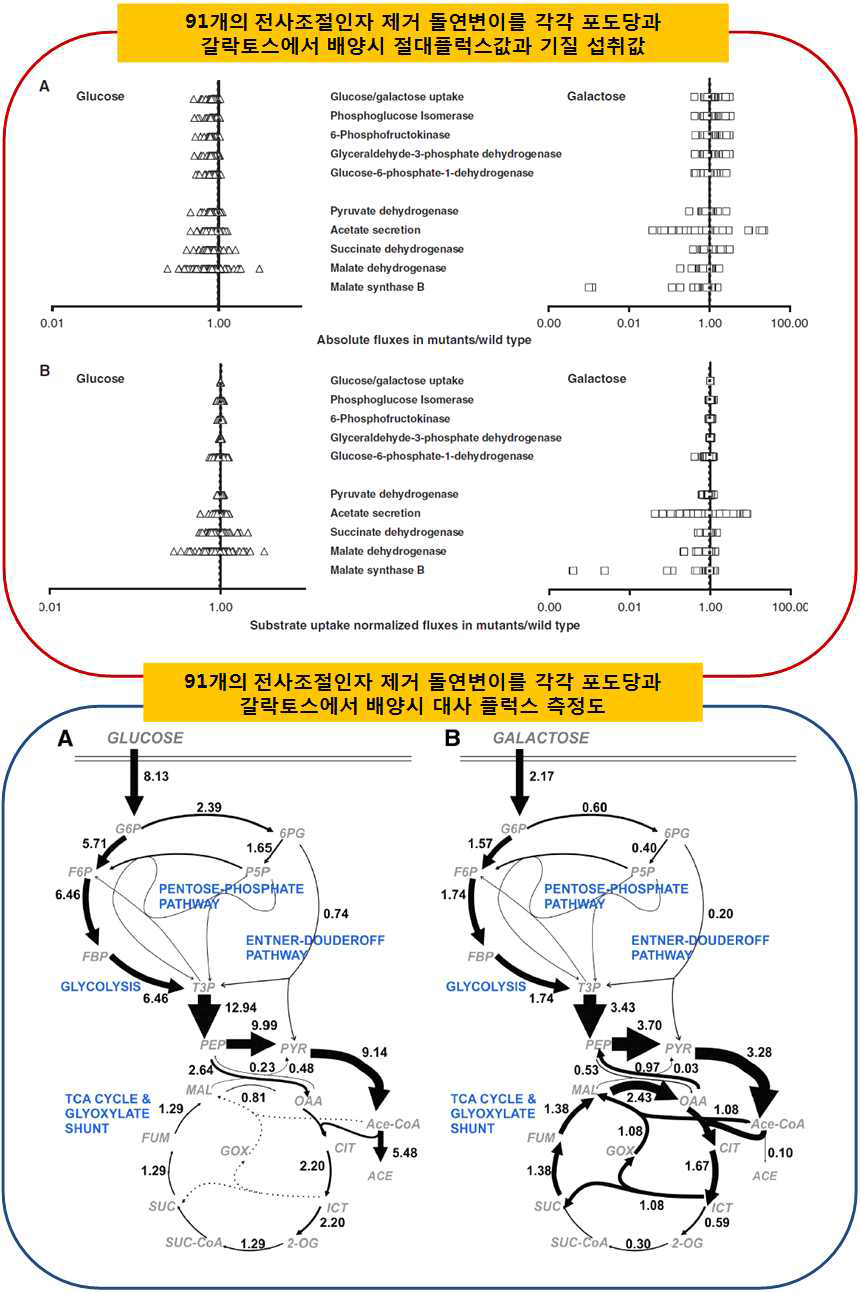 대장균 균주에서 91개의 전사조절인자 제거 및 포도당과 갈락토스에서 배양시 대사 플럭스의 변화와 플럭스 조절에 참여하는 조절인자 비교 (Mol Sys Biol 7, 2011)