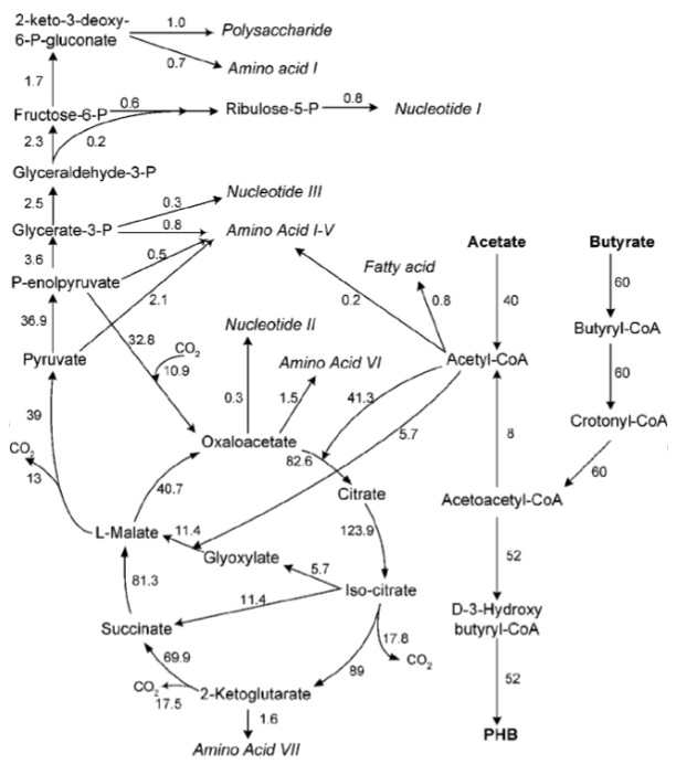 Acetate와 Butyrate 탄소원 조건에서의 in-silico 분석 결과(Jian et al., 2004, Biotechnol. Prog)