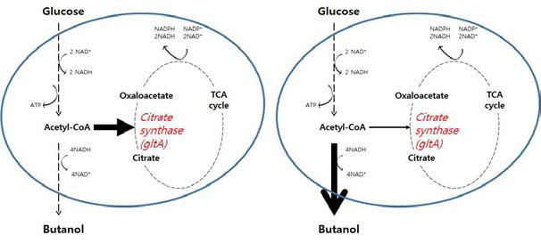 TCA flux 조절 모식도