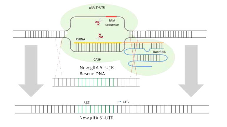 CRISPR/CAS9을 이용한 gltA knock down