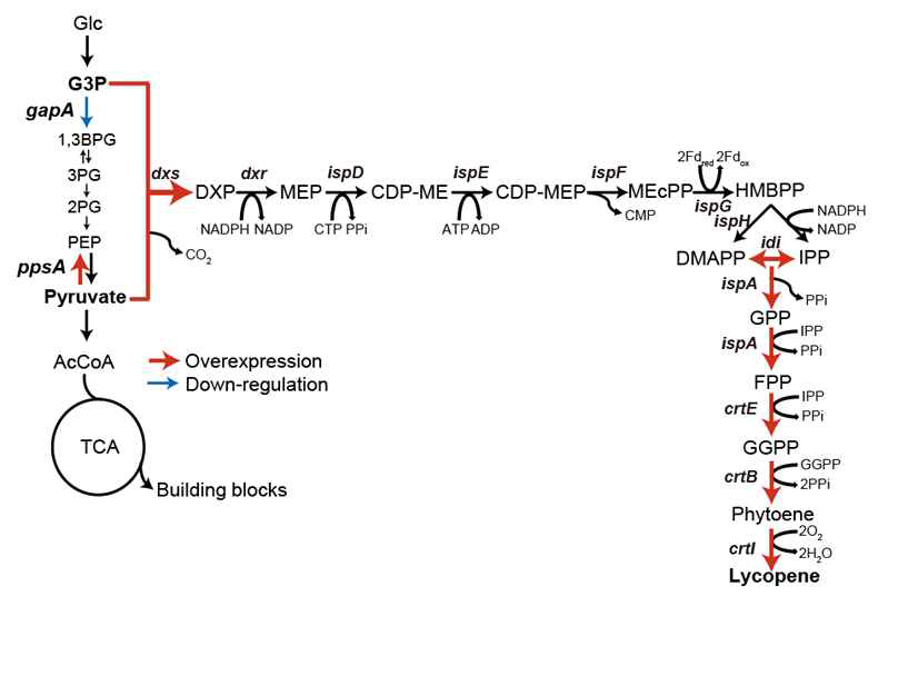 Lycopene합성량 증대를 위한 전략 모식도