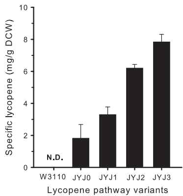 Lycopene pathway overexpression에 따른 Lycopene 합성량 증가