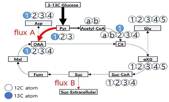 3-13C glucose를 통한 13C labeling 모식도