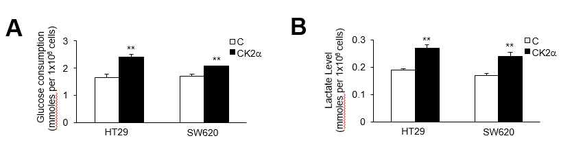 A. Glucose consumption per cell line B. Lactate production per cell line