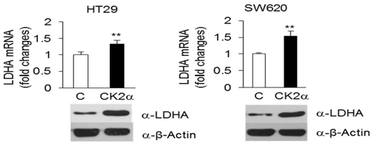 CK2 과발현에 따른 LDHA mRNA 전사량 비교