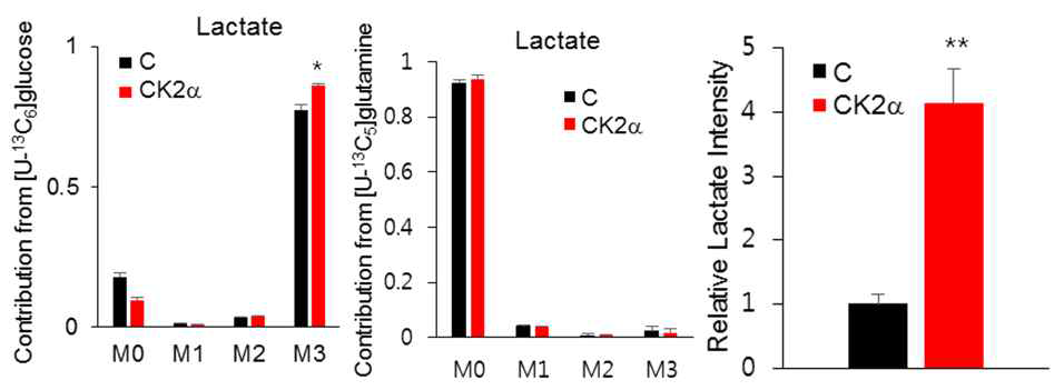 MID of lactate under U-13C glucose/U-13C glutamine, Relative lactate intensity