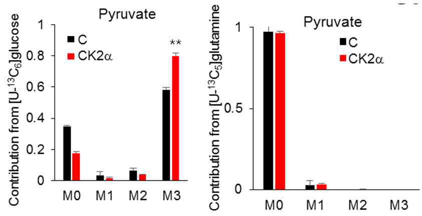 MID of pyruvate under U-13C glucose/U-13C glutamine