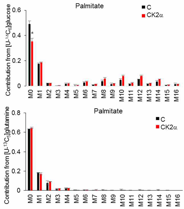 MID of palmitate under U-13C glucose/U-13C glutamine