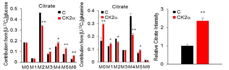 MID of Citrate under U-13C glucose/U-13C glutamine and relative intensity