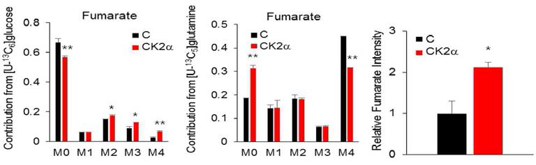 MID of Fumarate under U-13C glucose/U-13C glutamine and relative intensity